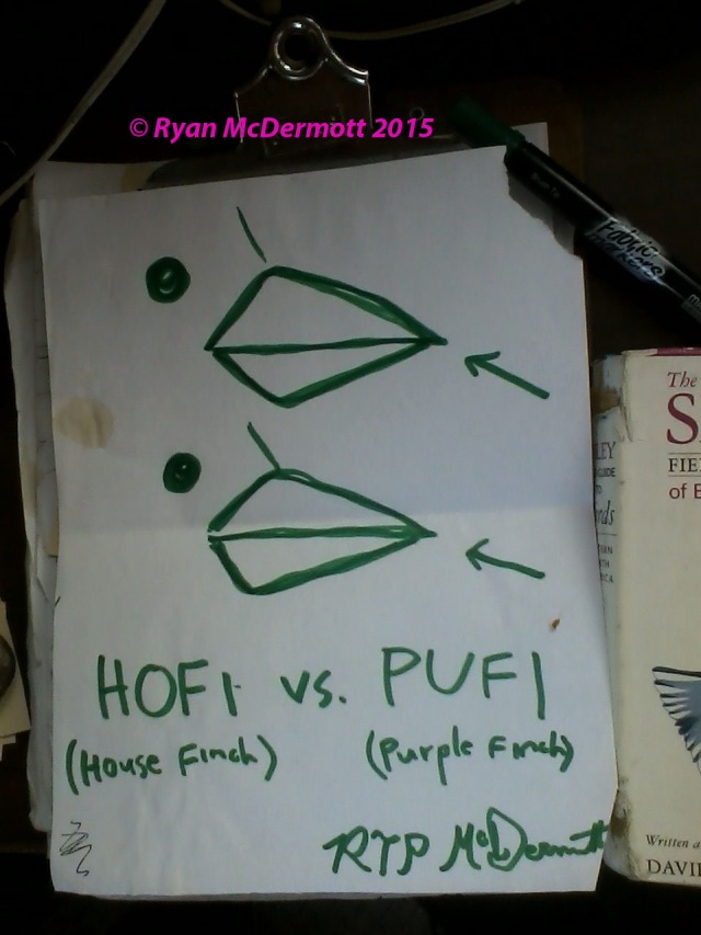  (Drawing copyrighted 2015 by Ryan McDermott, all rights reserved.) This artwork represents a zoomed-in detail of the beak of a House Finch (above) compared to a Purple Finch (below), with their eyes and a bit of the forehead included to give you an idea of which way they are facing and to make it look more realistic. I apologize for using a green marker, as neither finch is actually green, but it was all I had at the time.